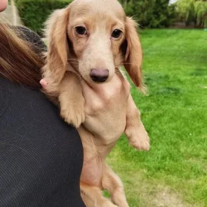 KC Registered Long Hair Miniature Dachshund