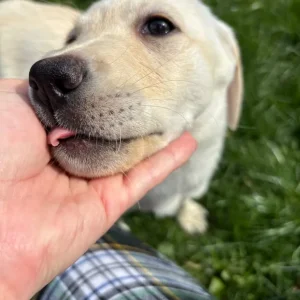 Yellow Lab bitch, KC registered - Image 2