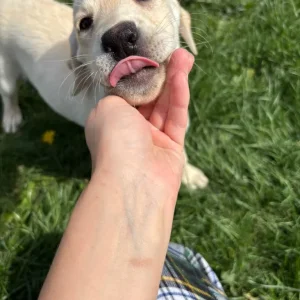 Yellow Lab bitch, KC registered - Image 3