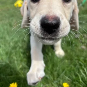 Yellow Lab bitch, KC registered - Image 4