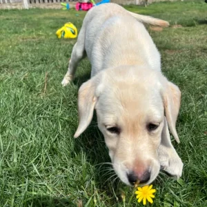 Yellow Lab bitch, KC registered - Image 5