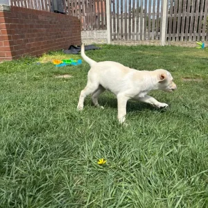 Yellow Lab bitch, KC registered - Image 7
