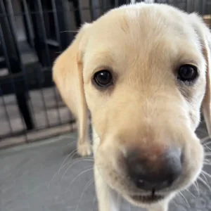 Yellow Lab bitch, KC registered - Image 8