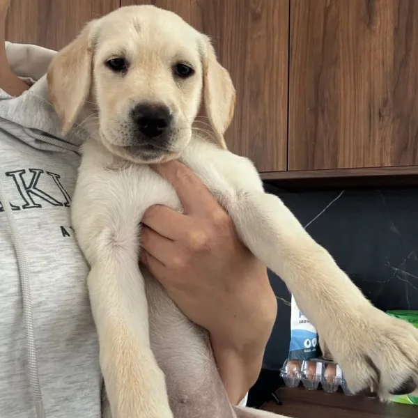 Yellow Lab bitch, KC registered