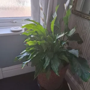 Peace Plant in flower