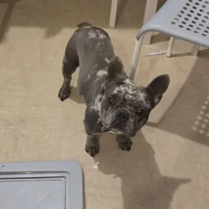 French bulldog female - Image 2