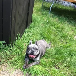 French bulldog female - Image 3
