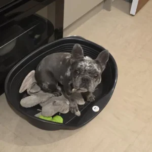 French bulldog female