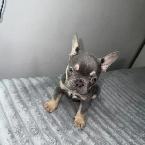 Blue French Bulldog Puppies - Image 2