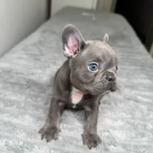 Blue French Bulldog Puppies - Image 3