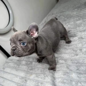 Blue French Bulldog Puppies - Image 4