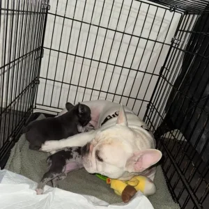 Blue French Bulldog Puppies - Image 5