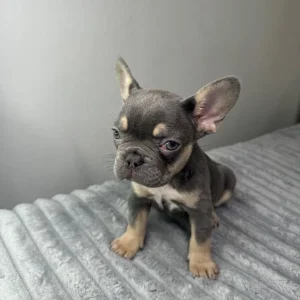 Blue French Bulldog Puppies