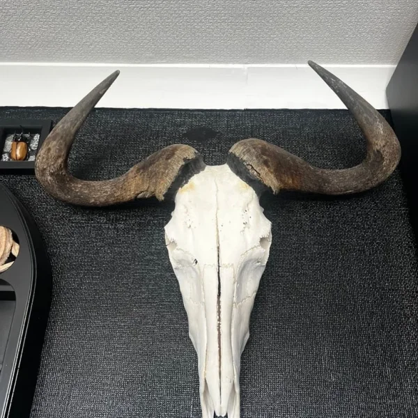 Blue wildebeest skull taxidermy