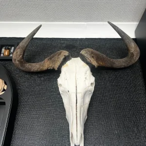Blue wildebeest skull taxidermy