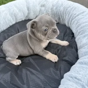 3 Isabella French Bulldog Puppies - Image 2