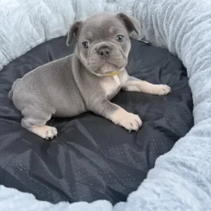3 Isabella French Bulldog Puppies - Image 3