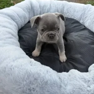 3 Isabella French Bulldog Puppies - Image 4