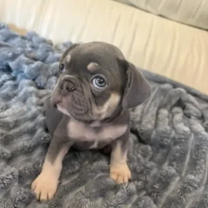 3 Isabella French Bulldog Puppies - Image 5