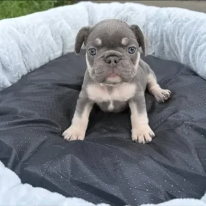 3 Isabella French Bulldog Puppies - Image 6