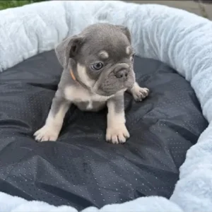 3 Isabella French Bulldog Puppies - Image 7