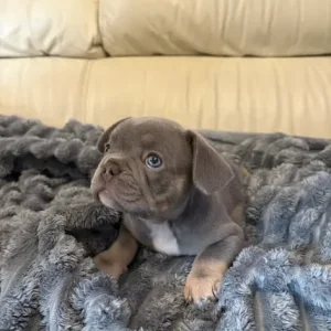 3 Isabella French Bulldog Puppies - Image 8