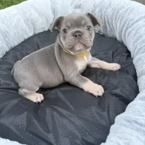 3 Isabella French Bulldog Puppies