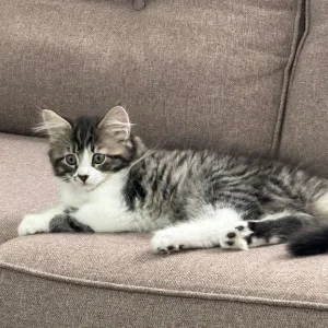 2 x Male Maine Coon kittens available - Image 2