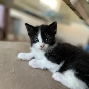 2 x Male Maine Coon kittens available - Image 3