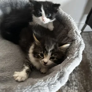 2 x Male Maine Coon kittens available