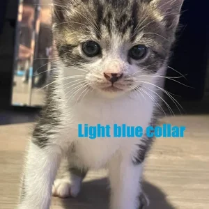 Mixed Breed kitten - Light Blue Collar - Image 2