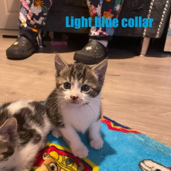 Mixed Breed kitten - Light Blue Collar