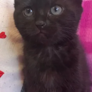9-week-old black female kitten - Image 2