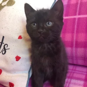 9-week-old black female kitten - Image 3