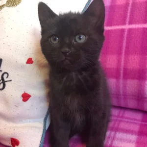 9-week-old black female kitten - Image 4
