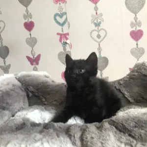 9-week-old black female kitten - Image 5