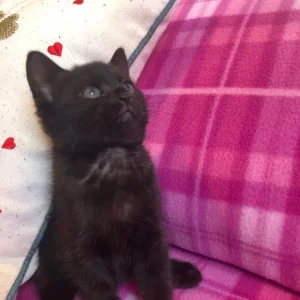 9-week-old black female kitten - Image 6