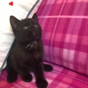 9-week-old black female kitten - Image 7