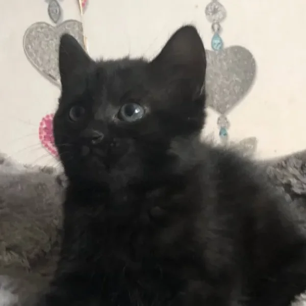 9-week-old black female kitten