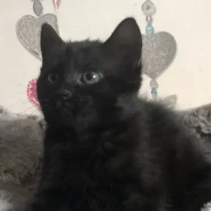 9-week-old black female kitten