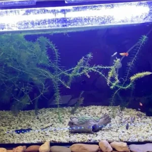 250litre aquarium empty and ready to go - Image 2