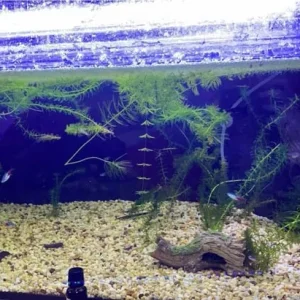 250litre aquarium empty and ready to go - Image 4