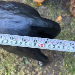 Resin Labrador Dog Garden Ornament - Image 6