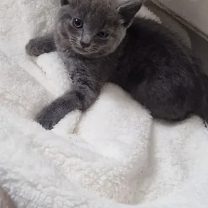 3 Grey Kittens, Well-Kept and Healthy - Image 2