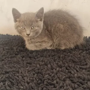 3 Grey Kittens, Well-Kept and Healthy - Image 3