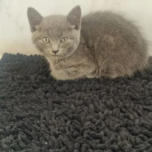 3 Grey Kittens, Well-Kept and Healthy - Image 4
