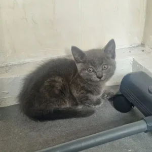 3 Grey Kittens, Well-Kept and Healthy - Image 5