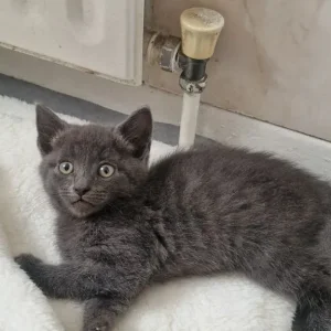 3 Grey Kittens, Well-Kept and Healthy - Image 6