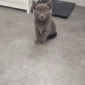 3 Grey Kittens, Well-Kept and Healthy - Image 7
