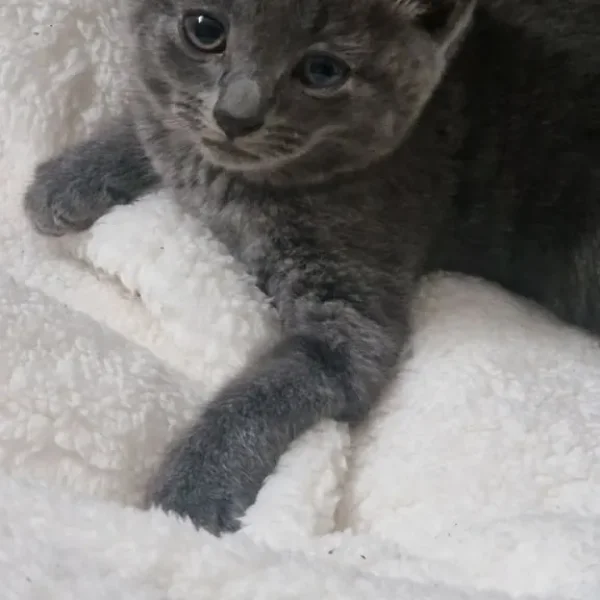 3 Grey Kittens, Well-Kept and Healthy